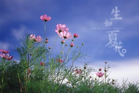 xiahua